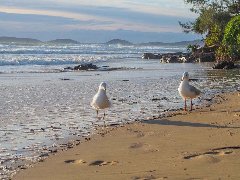 Seagulls on the shores of Rainbow Beach